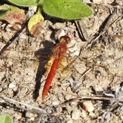 Diplacodes haematodes (Scarlet Percher) at Lower Cotter Catchment - 1 Mar 2021 by JohnBundock