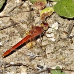 Diplacodes haematodes at Coree, ACT - 2 Mar 2021 09:59 AM