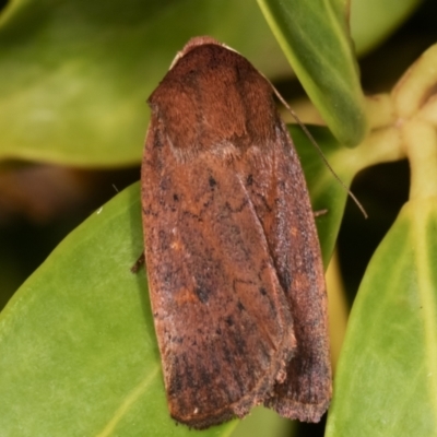 Diarsia intermixta (Chevron Cutworm, Orange Peel Moth.) at Melba, ACT - 21 Feb 2021 by kasiaaus