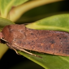 Diarsia intermixta at Melba, ACT - 21 Feb 2021 10:49 PM