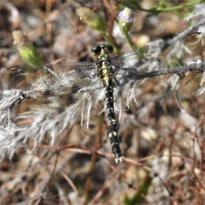 Hemigomphus gouldii at Coree, ACT - 2 Mar 2021 10:02 AM