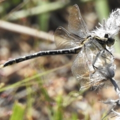 Hemigomphus gouldii at Coree, ACT - 2 Mar 2021