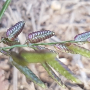 Eragrostis cilianensis at Holt, ACT - 2 Mar 2021