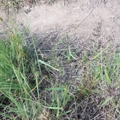 Eragrostis cilianensis at Holt, ACT - 2 Mar 2021