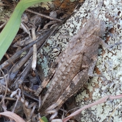 Peakesia hospita (Common Peakesia Grasshopper) at Holt, ACT - 2 Mar 2021 by trevorpreston