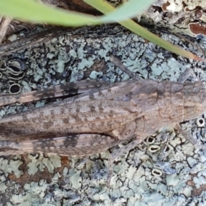 Peakesia hospita at Molonglo River Reserve - 2 Mar 2021