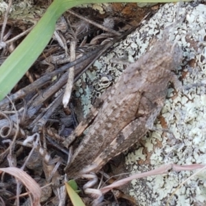 Peakesia hospita at Molonglo River Reserve - 2 Mar 2021