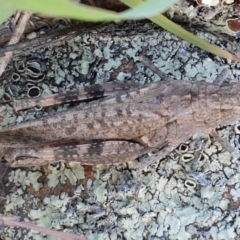 Peakesia hospita at Molonglo River Reserve - 2 Mar 2021