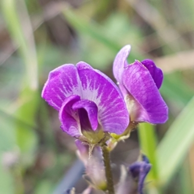 Glycine tabacina (Variable Glycine) at Holt, ACT - 2 Mar 2021 by trevorpreston