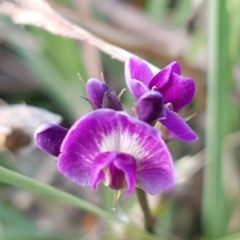 Glycine tabacina at Molonglo River Reserve - 2 Mar 2021