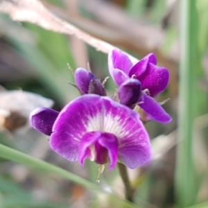 Glycine tabacina at Molonglo River Reserve - 2 Mar 2021