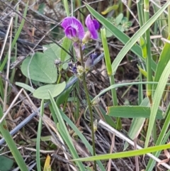 Glycine tabacina at Molonglo River Reserve - 2 Mar 2021