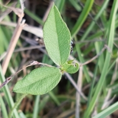 Glycine tabacina at Molonglo River Reserve - 2 Mar 2021