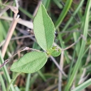 Glycine tabacina at Molonglo River Reserve - 2 Mar 2021