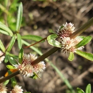 Alternanthera denticulata at Molonglo River Reserve - 2 Mar 2021