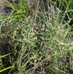 Alternanthera denticulata at Molonglo River Reserve - 2 Mar 2021