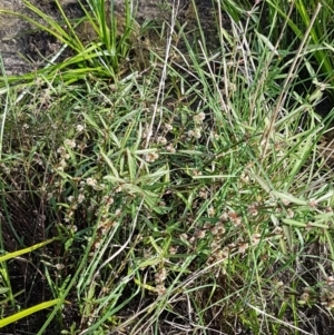 Alternanthera denticulata at Molonglo River Reserve - 2 Mar 2021