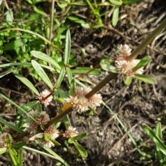 Alternanthera denticulata at Molonglo River Reserve - 2 Mar 2021