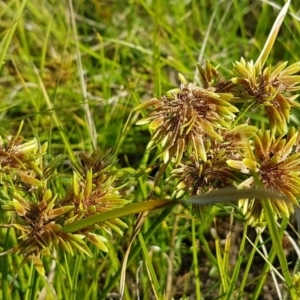 Cyperus eragrostis at Molonglo River Reserve - 2 Mar 2021