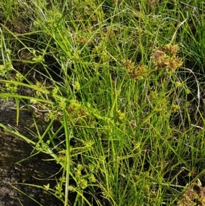 Cyperus eragrostis at Molonglo River Reserve - 2 Mar 2021