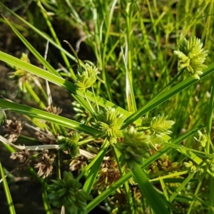 Cyperus eragrostis at Molonglo River Reserve - 2 Mar 2021