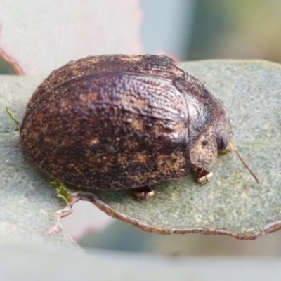 Trachymela sp. (genus) (Brown button beetle) at Holt, ACT - 2 Mar 2021 by trevorpreston