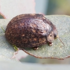 Trachymela sp. (genus) (Brown button beetle) at Holt, ACT - 2 Mar 2021 by tpreston