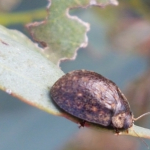 Trachymela sp. (genus) at Molonglo River Reserve - 2 Mar 2021