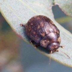 Trachymela sp. (genus) at Molonglo River Reserve - 2 Mar 2021