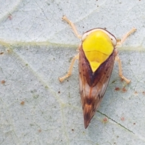 Brunotartessus fulvus at Holt, ACT - 2 Mar 2021 05:00 PM