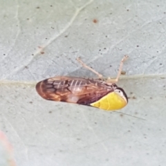 Brunotartessus fulvus at Holt, ACT - 2 Mar 2021