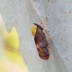 Brunotartessus fulvus at Holt, ACT - 2 Mar 2021