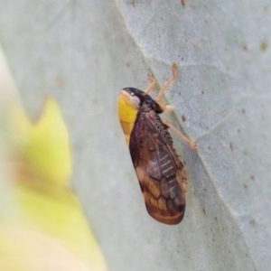 Brunotartessus fulvus at Holt, ACT - 2 Mar 2021 05:00 PM