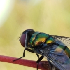 Chrysomya sp. (genus) (A green/blue blowfly) at Holt, ACT - 2 Mar 2021 by trevorpreston