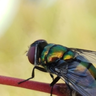 Chrysomya sp. (genus) (A green/blue blowfly) at Molonglo River Reserve - 2 Mar 2021 by tpreston