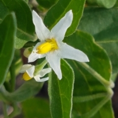 Solanum chenopodioides (Whitetip Nightshade) at Holt, ACT - 2 Mar 2021 by tpreston