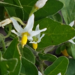 Solanum chenopodioides at Holt, ACT - 2 Mar 2021 05:05 PM