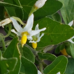 Solanum chenopodioides at Holt, ACT - 2 Mar 2021
