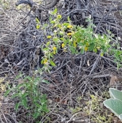 Solanum chenopodioides at Holt, ACT - 2 Mar 2021 05:05 PM