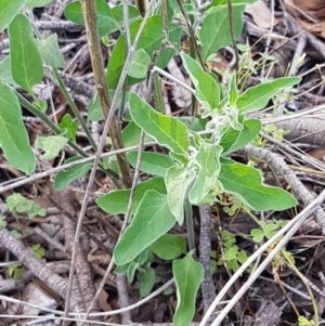 Solanum chenopodioides at Holt, ACT - 2 Mar 2021 05:05 PM