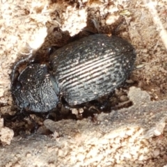 Adelium porcatum (Darkling Beetle) at Holt, ACT - 2 Mar 2021 by trevorpreston