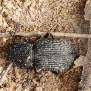 Adelium porcatum at Holt, ACT - 2 Mar 2021 05:07 PM