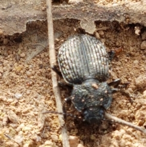 Adelium porcatum at Holt, ACT - 2 Mar 2021