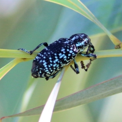 Chrysolopus spectabilis (Botany Bay Weevil) at Wodonga - 2 Mar 2021 by Kyliegw
