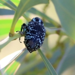 Chrysolopus spectabilis at Wodonga, VIC - 2 Mar 2021 05:30 PM