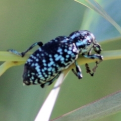 Chrysolopus spectabilis at Wodonga, VIC - 2 Mar 2021