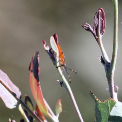 Amorbus (genus) (Eucalyptus Tip bug) at Wodonga, VIC - 2 Mar 2021 by KylieWaldon