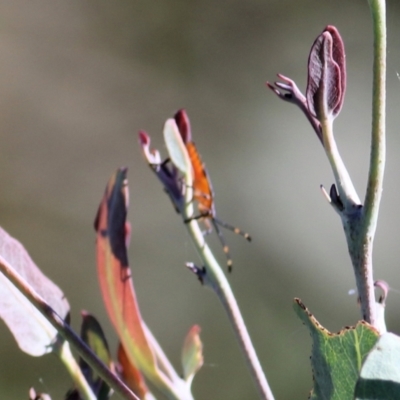 Amorbus sp. (genus) (Eucalyptus Tip bug) at Wodonga, VIC - 2 Mar 2021 by Kyliegw