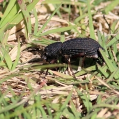 Amycterus abnormis (Ground weevil) at Castle Creek, VIC - 2 Mar 2021 by KylieWaldon