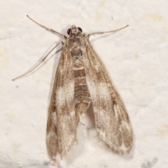 Hygraula nitens (Pond Moth) at Melba, ACT - 21 Feb 2021 by kasiaaus